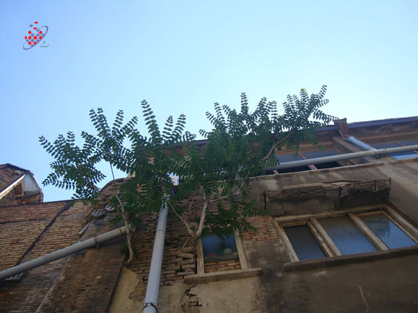 Kaveh Vahidi Azar- کاوه وحیدی آذر -آیلان -Ailanthus altissima